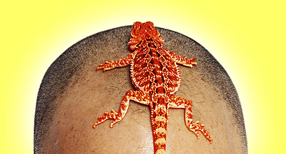 Red Lizard Branding In Action