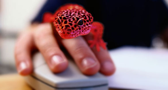 Keep In Touch With Red Lizard Creative