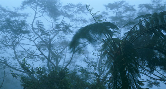 The Evolution Of Red Lizard Creative