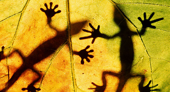 The Lizards Behind Red Lizard Creative