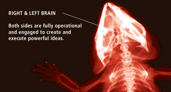 The Evolution Of Red Lizard Creative